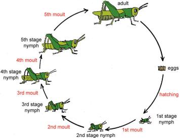 Grasshopper lifecycle from The Open Door website